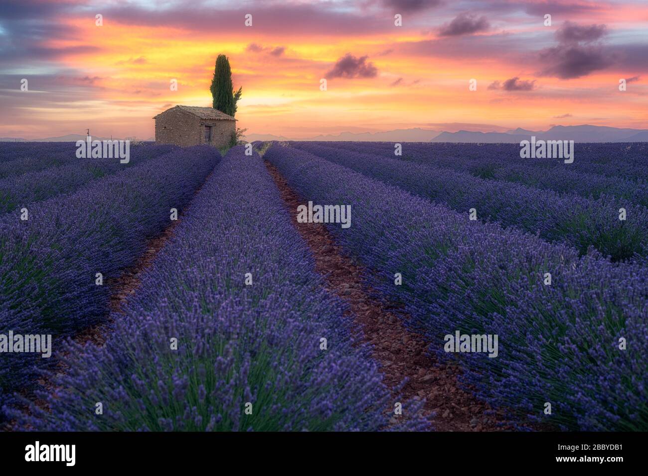 Provenza, Francia meridionale. Campo di lavanda all'alba, Valensole Foto Stock