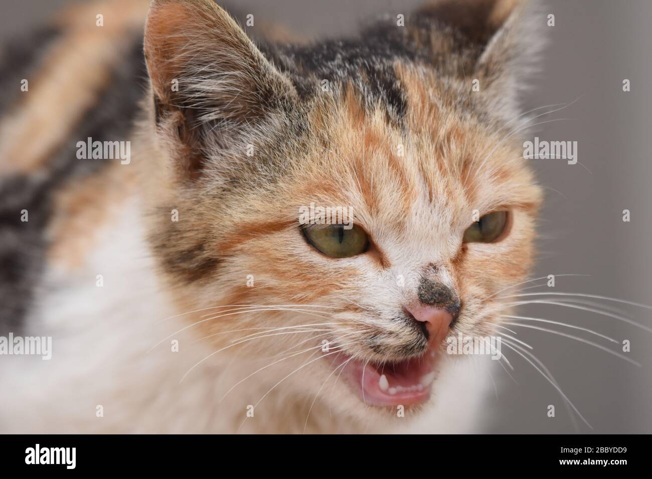Un gatto mearing nelle rovine di al. Karak in Giordania. Foto Stock