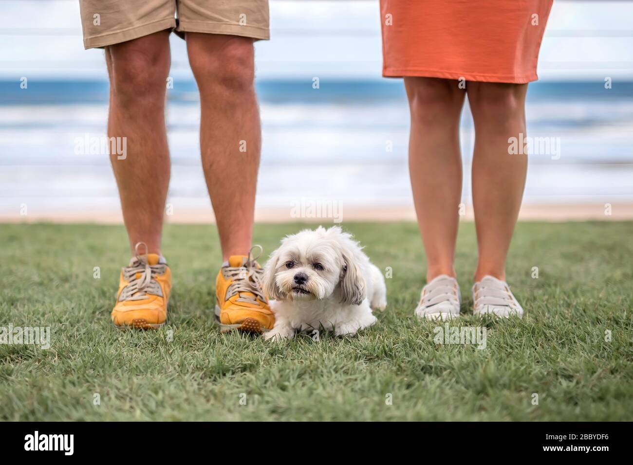 Gambe uomo e donna e un piccolo simpatico lap-dog bianco tra di loro su erba con spiaggia sfocata oceano sullo sfondo. Persone e animali domestici. Foto Stock