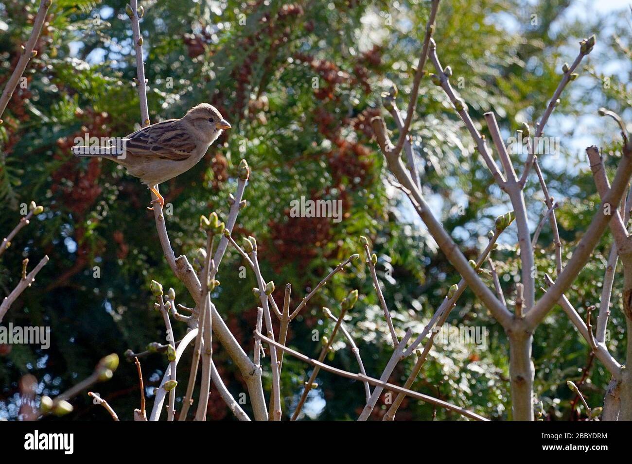 Passera casa femminile (Passer domesticus) sul ramo in giardino Foto Stock