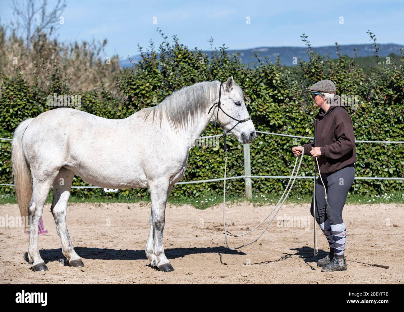 la ragazza di equitazione sta addestrando il suo cavallo bianco Foto Stock