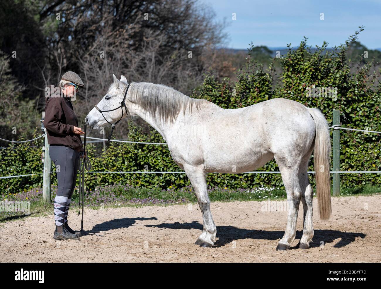 la ragazza di equitazione sta addestrando il suo cavallo bianco Foto Stock