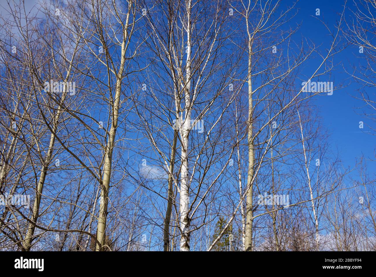 Le cime di betulla e aspen senza foglie sono dirette nel Foto Stock