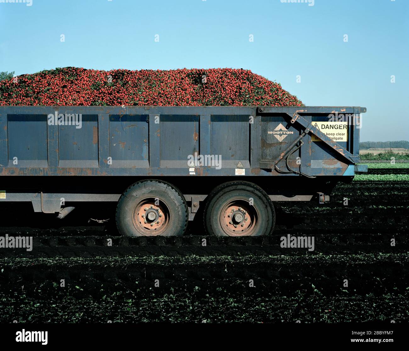 Norfolk, Wissington. Pioneer & Severalls Farm fa parte del Guy Shropshire, a conduzione familiare. Produce fino a 2.800 tonnellate di rafano rosso Foto Stock