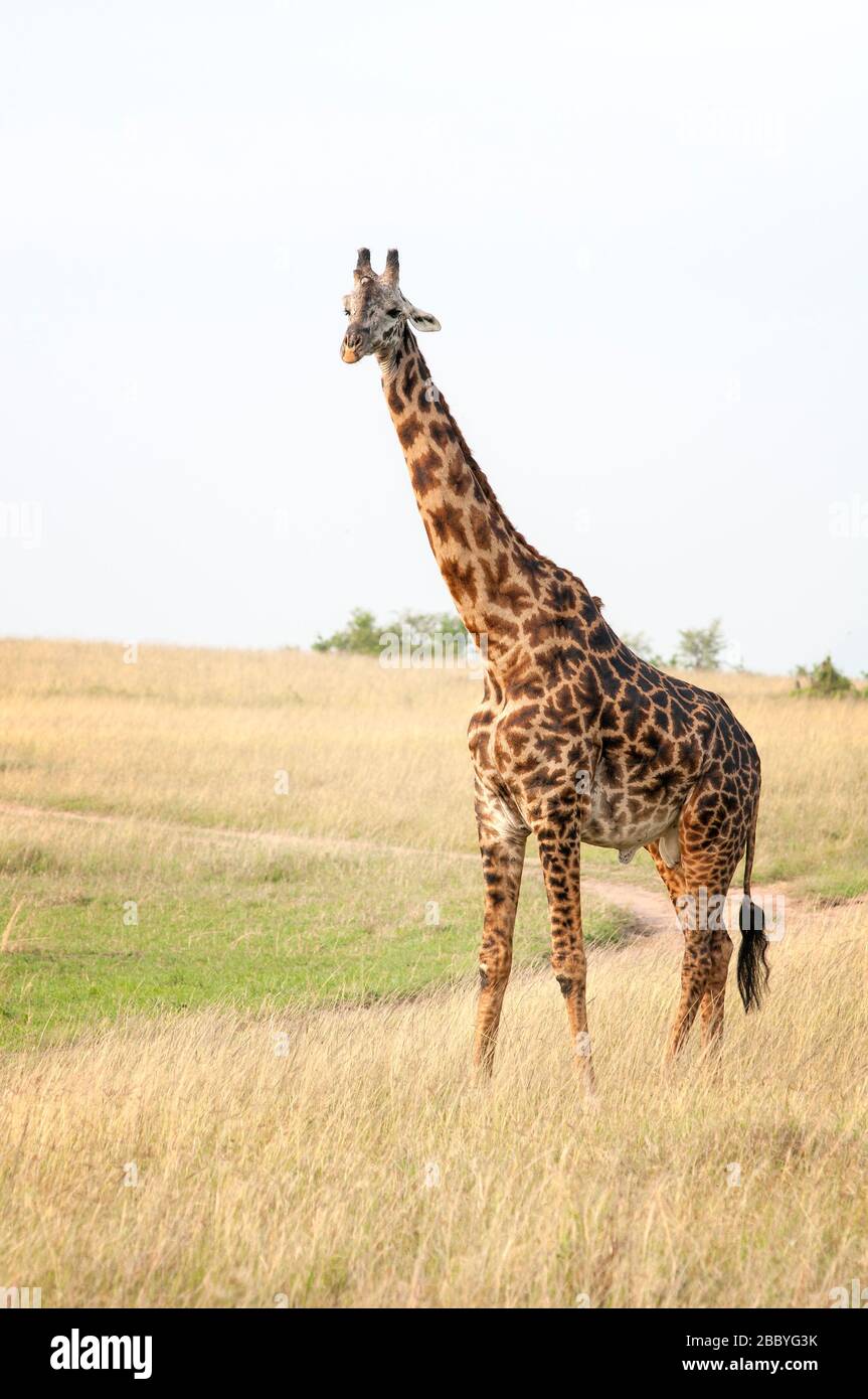 Masai Giraffe, Giraffa camelopardalis, nella Riserva Nazionale Masai Mara. Kenya. Africa. Foto Stock