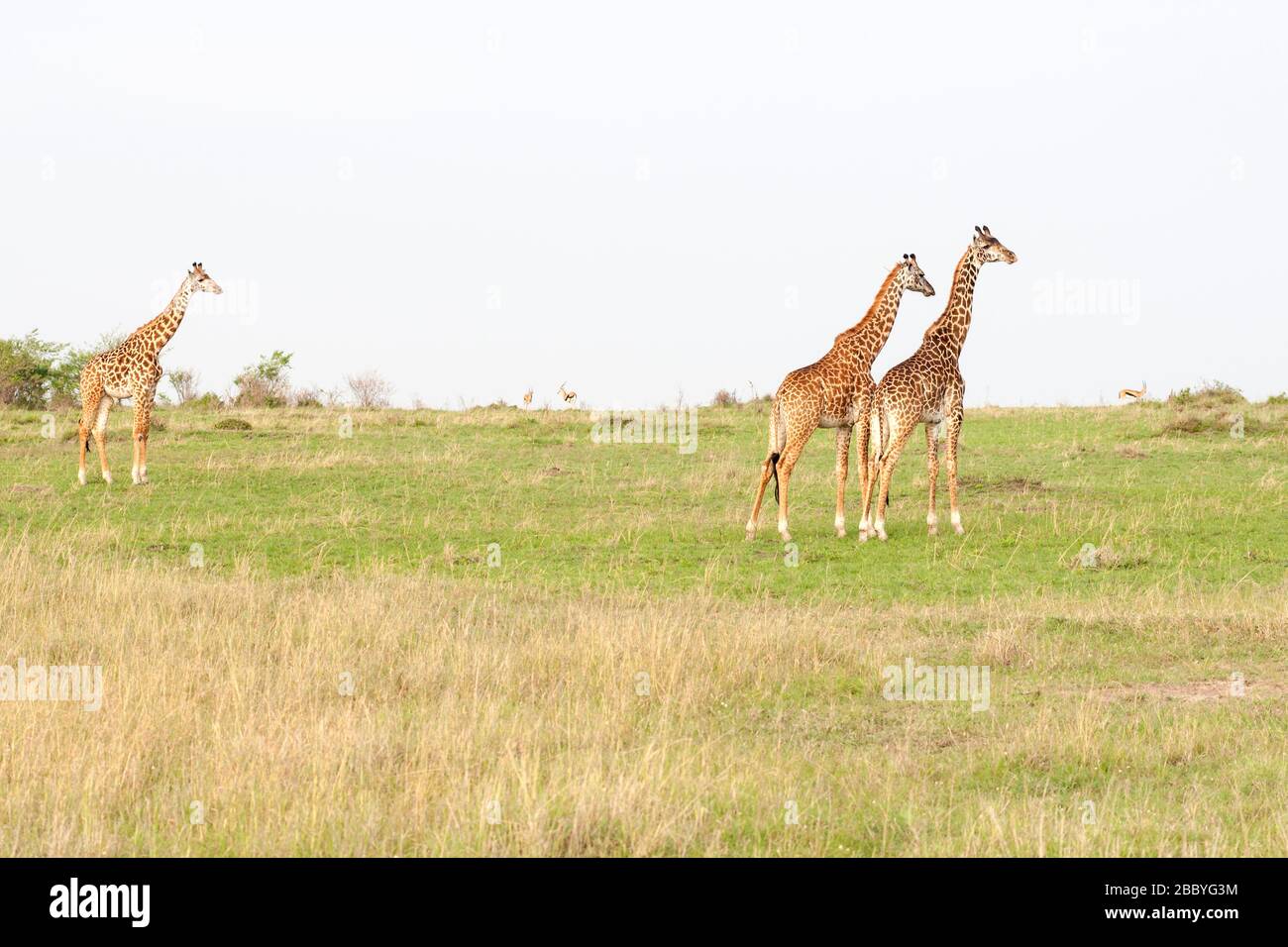 Masai giraffes, Giraffa camelopardalis, nella Riserva Nazionale Masai Mara. Kenya. Africa. Foto Stock