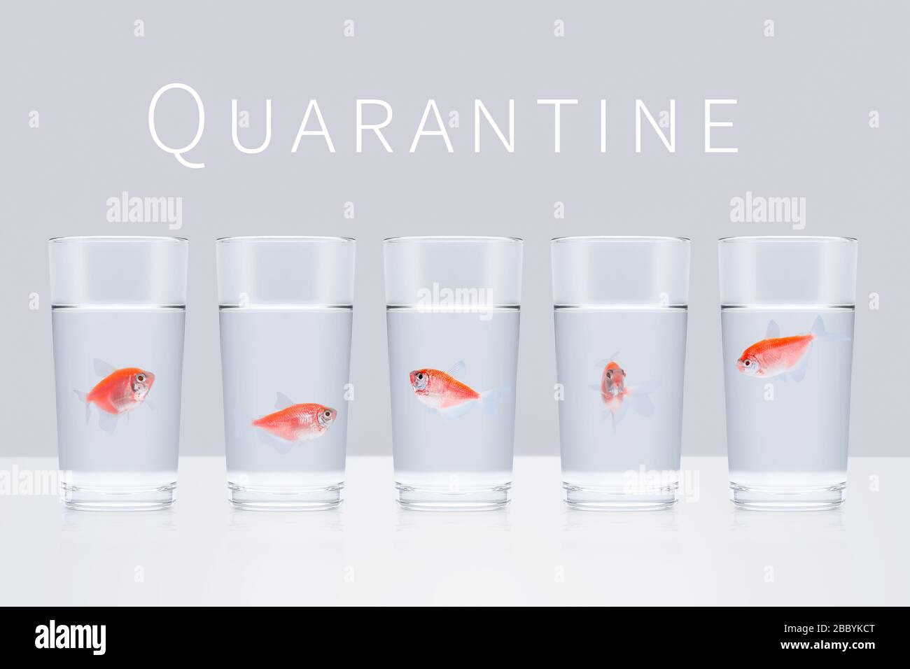 Cinque pesci rossi dell'acquario nuotano in bicchieri separati su uno sfondo grigio con la parola quarantena. Rimanere a casa, a distanza sociale, auto isolamento, quarantena Foto Stock