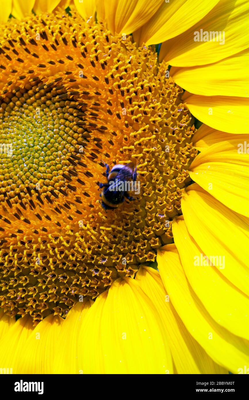 Bumblebee seduto sul girasole giallo. Primo piano, semi macro. Foto Stock