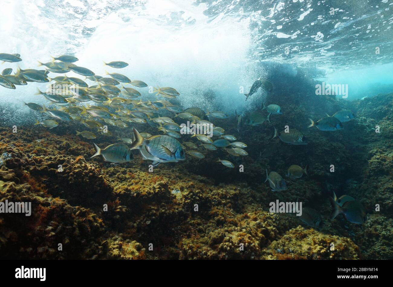 Scuola di pesce (orate di mare) con rottura d'onda su roccia sott'acqua nel Mar Mediterraneo, Costa Azzurra, Francia Foto Stock