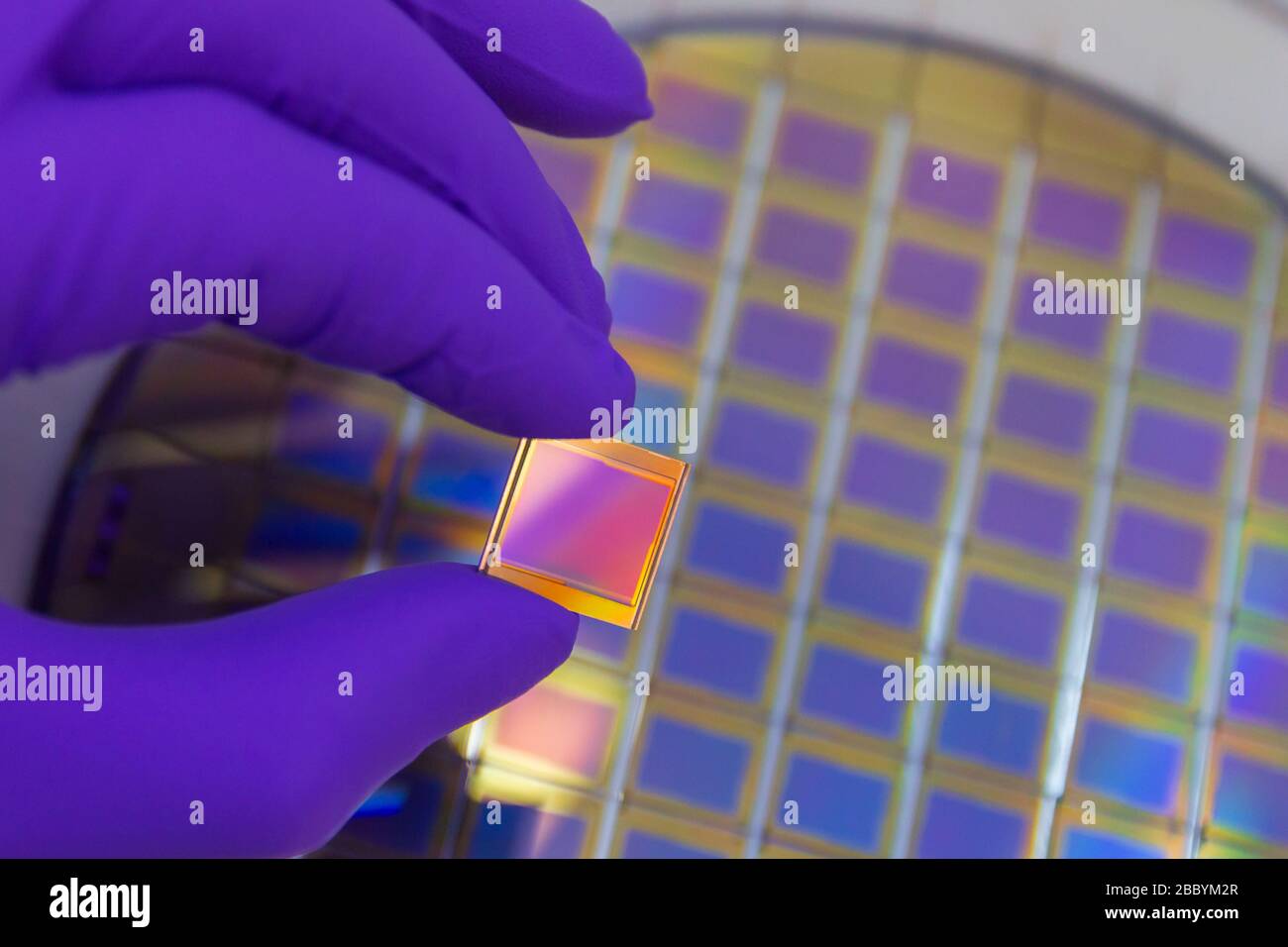 Guanto di colore viola che tiene la matrice del fotosensore microchip.  Sullo sfondo viene tagliata una fetta di silicio con microchip. Focus su  chip Foto stock - Alamy