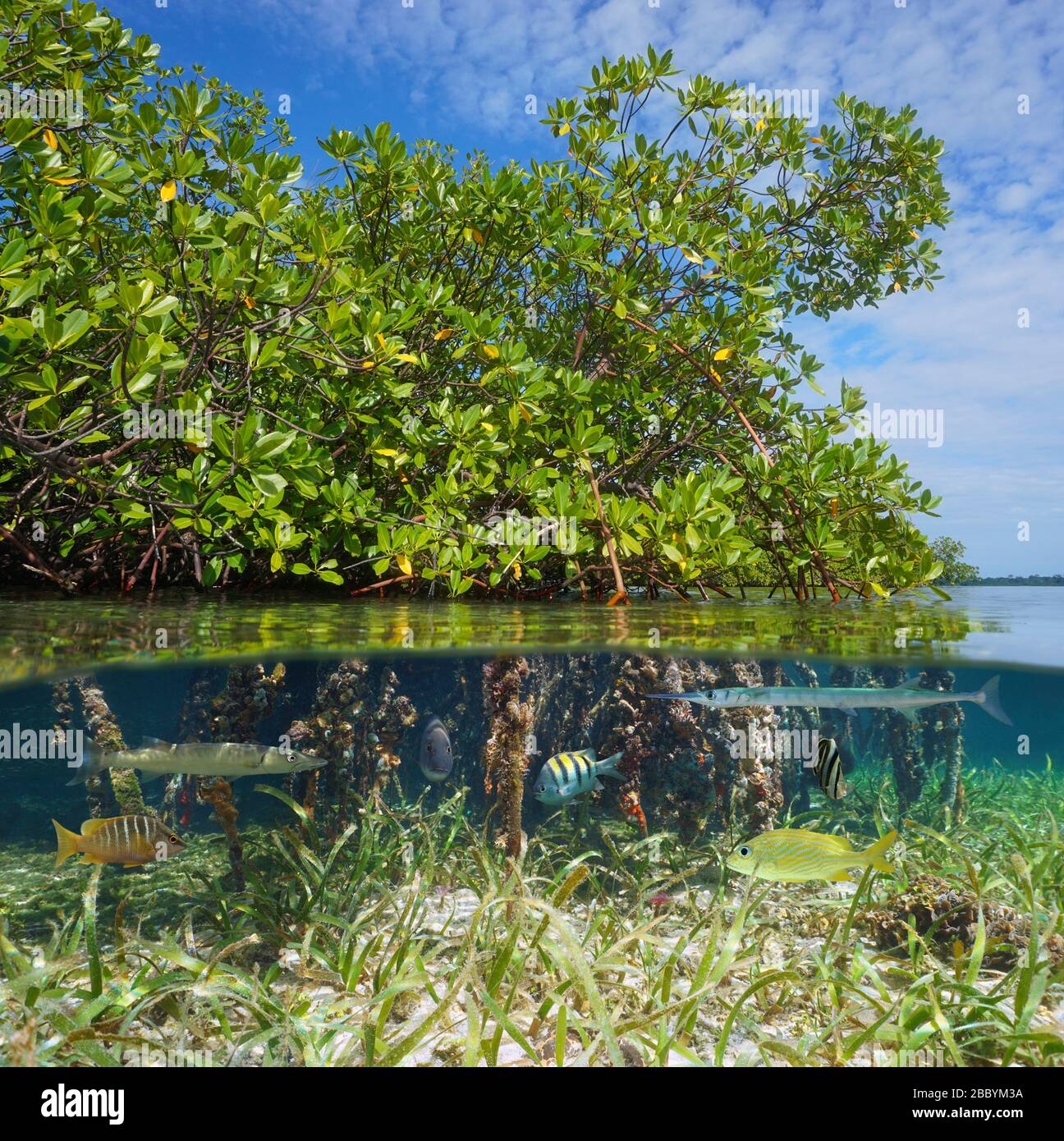 Mangrovie con pesce tropicale, vista su e sotto la superficie dell'acqua, Mar dei Caraibi Foto Stock