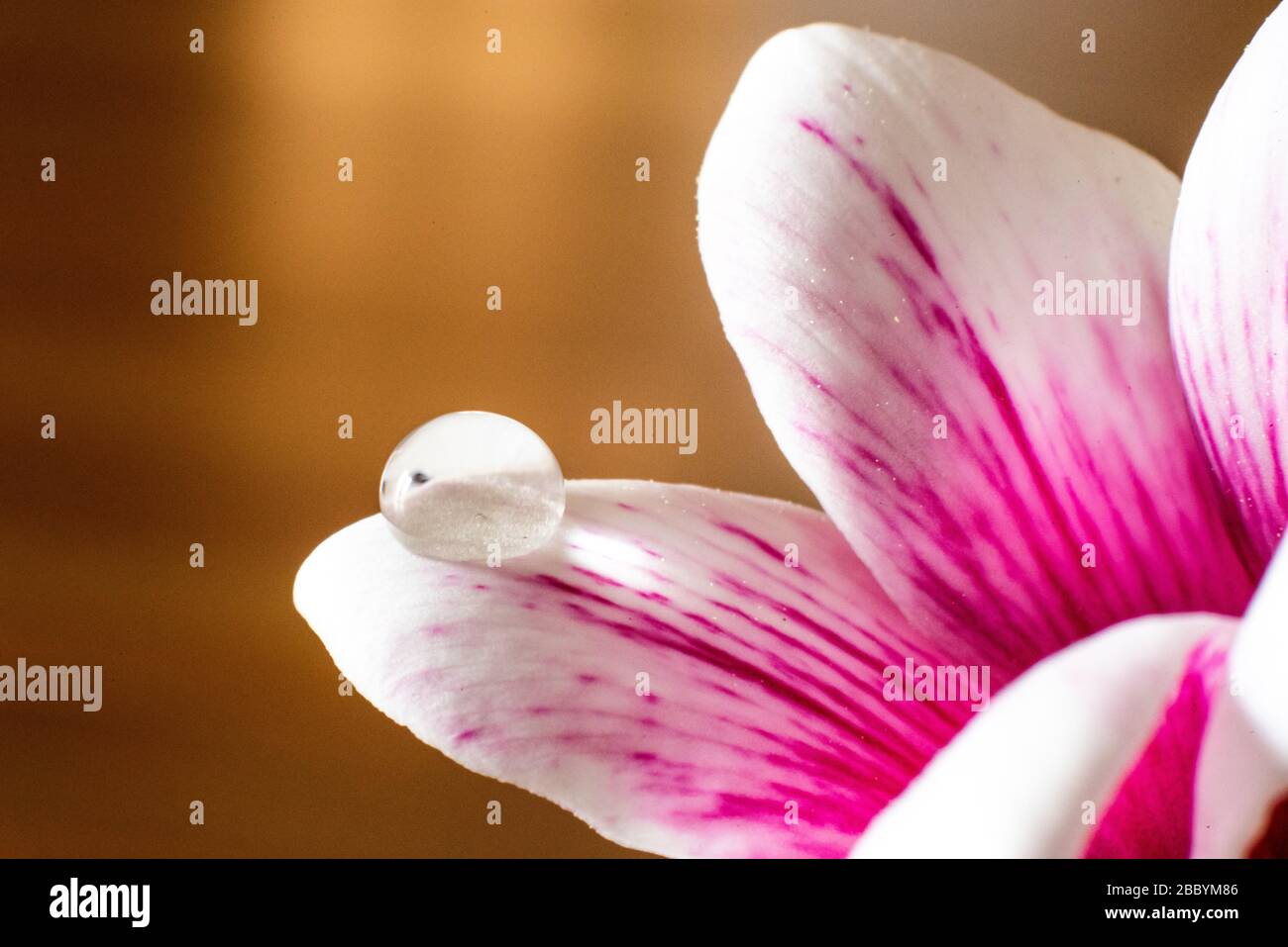Macro colpo di acqua goccia su petalo fiore con sfondo sfocato Foto Stock