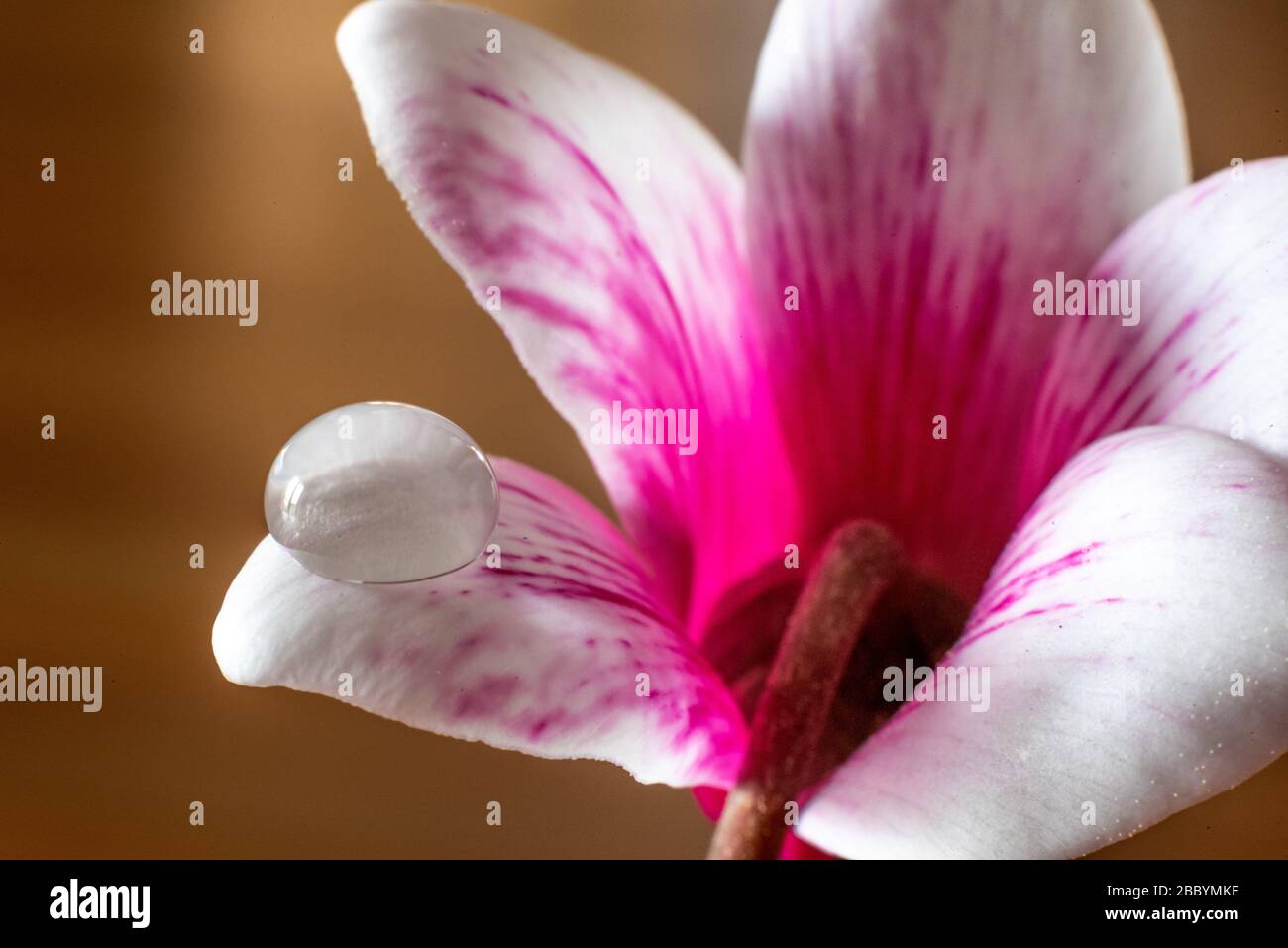 Macro colpo di acqua goccia su petalo fiore con sfondo sfocato Foto Stock