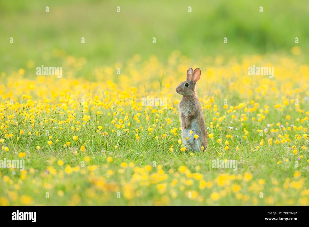 Coniglio (Oryctolagus cunniculus) North Downs, Kent, Regno Unito Foto Stock