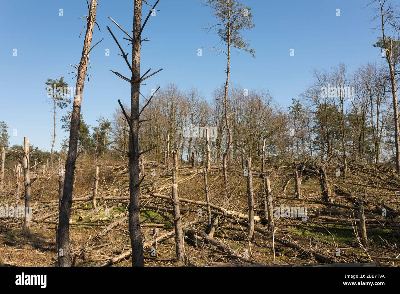 Alberi spezzati in una foresta di produzione a causa di una tempesta pesante nei Paesi Bassi Foto Stock