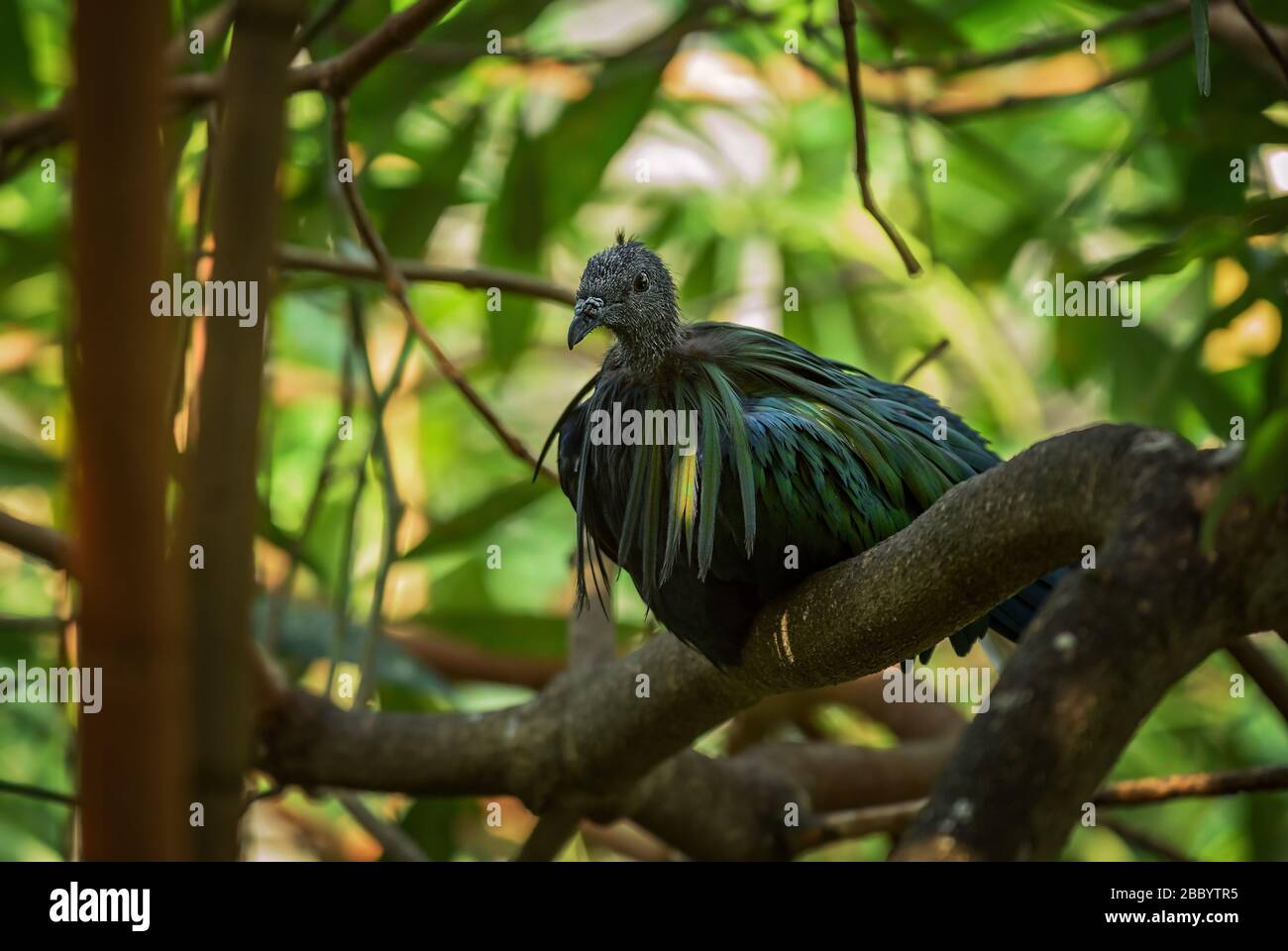 Nicobar Pigeon - Caloenas nicobarica, bella piccione iconico da foreste e boschi dell'Asia orientale, Malesia. Foto Stock