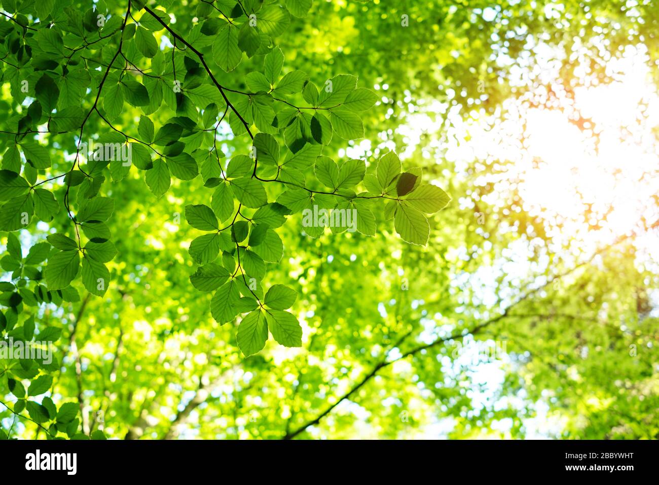 Foglie di faggio verde giovane su ramoscelli di primavera. Sfondo natura primavera Foto Stock