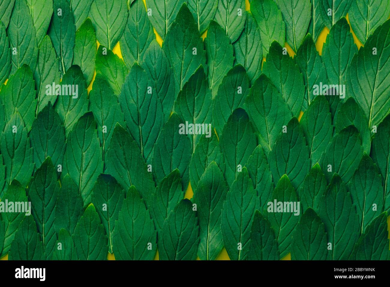 Il verde di foglie di menta pattern design layout. Ecologia naturale concetto creativo. Vista la natura dello sfondo con erbe di menta verde. Foto Stock