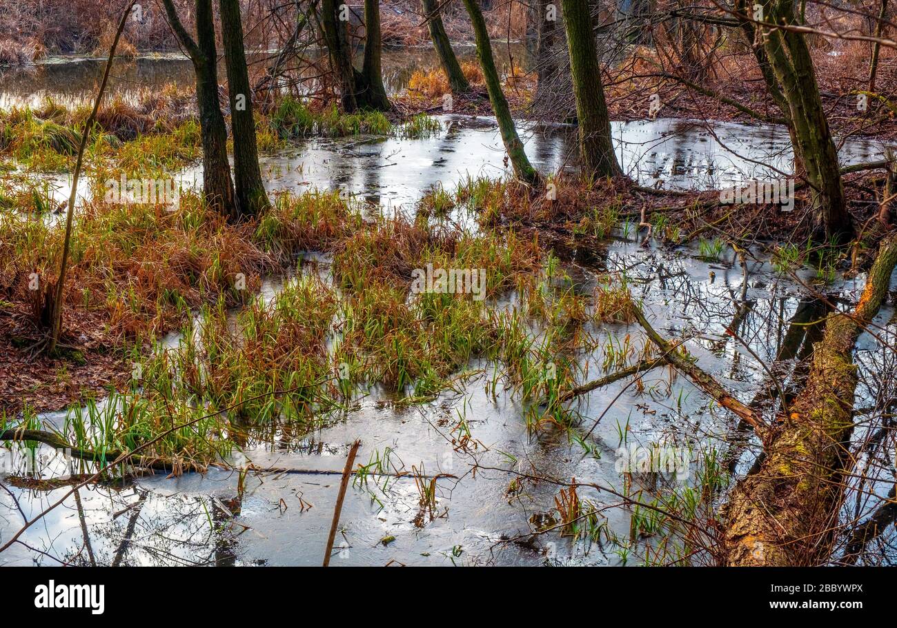 Primo paesaggio primaverile di foresta mista europea e zone umide presso la riserva naturale del fiume Czarna nella regione di Mazovia in Polonia Foto Stock