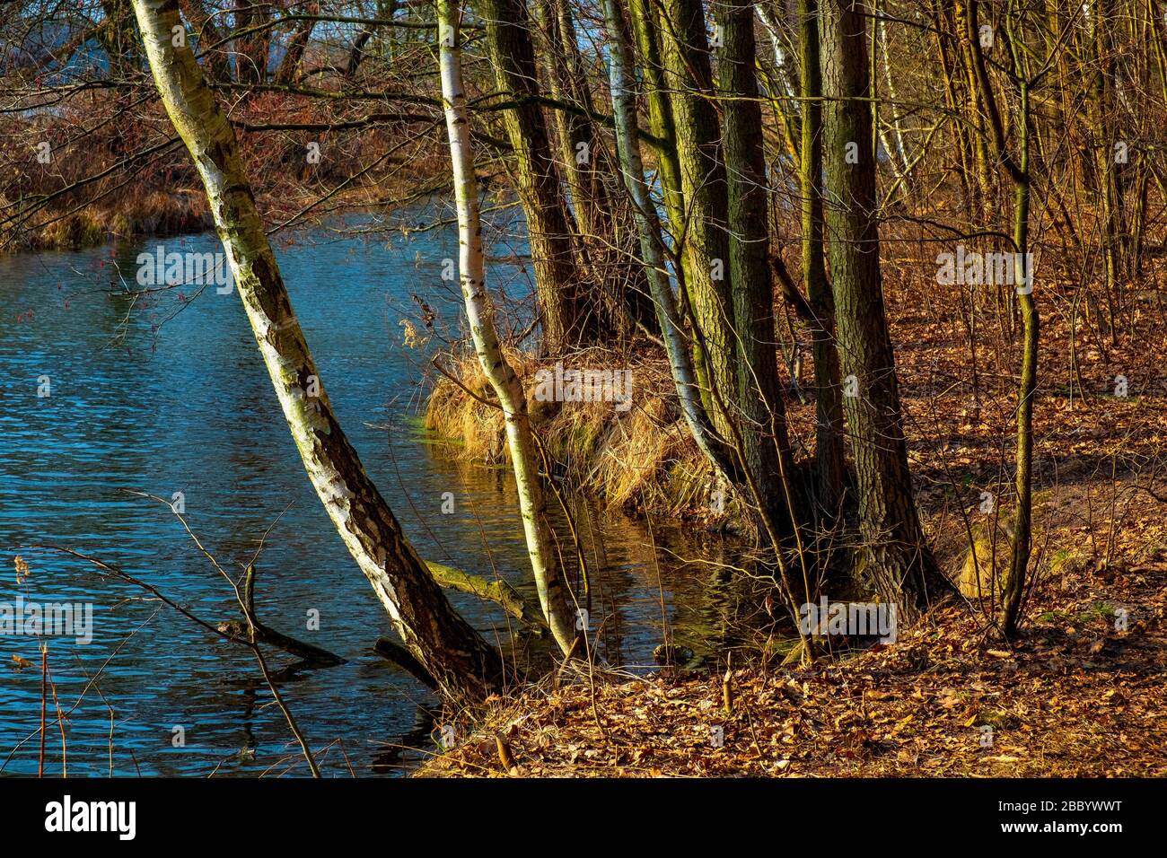 Primo paesaggio primaverile di foresta mista europea e zone umide presso la riserva naturale del fiume Czarna nella regione di Mazovia in Polonia Foto Stock