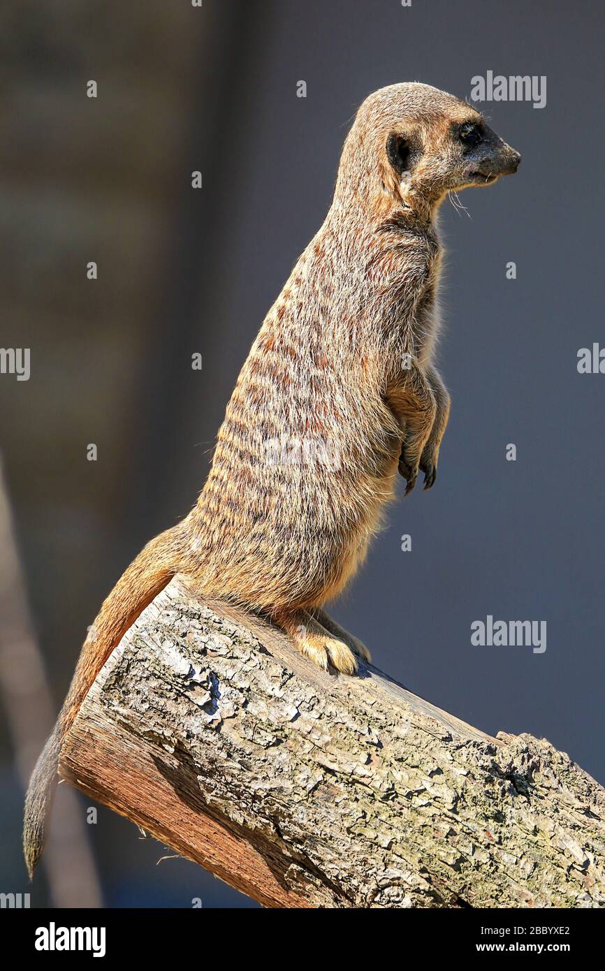 Meerkat nella tipica posizione verticale su un tronco d'albero Foto Stock