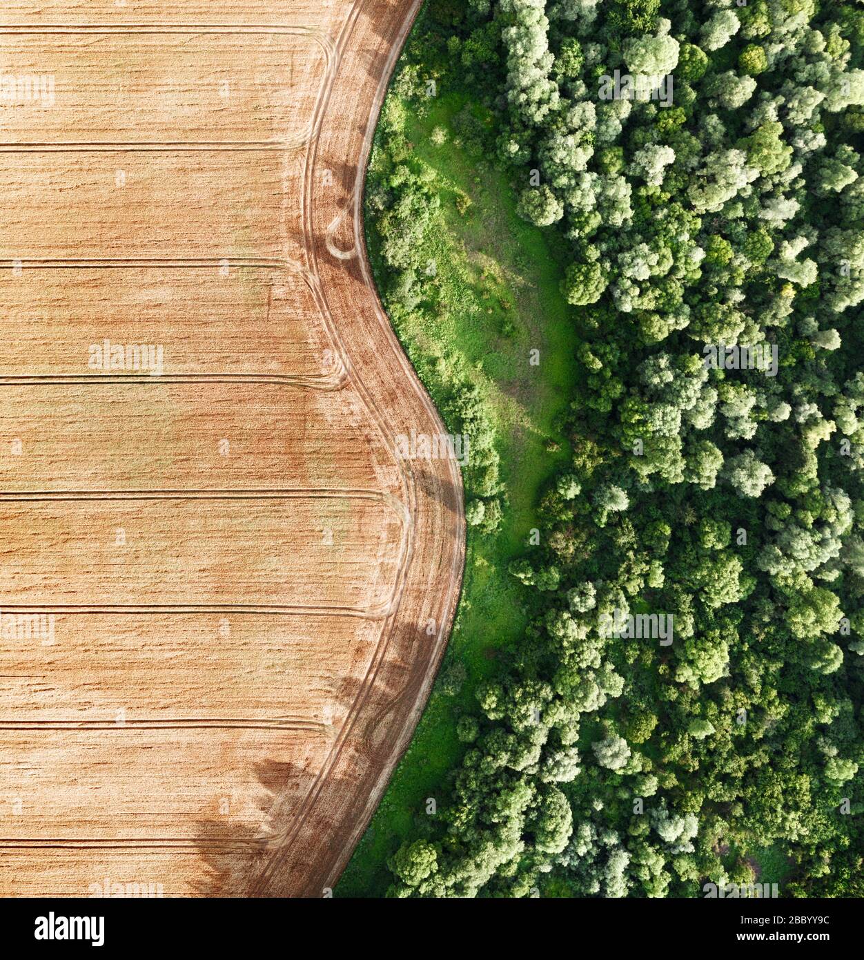 Foto aerea volando sul grano giallo campo di grano, pronto per il raccolto, al confine con la foresta verde. Il paesaggio agricolo Foto Stock
