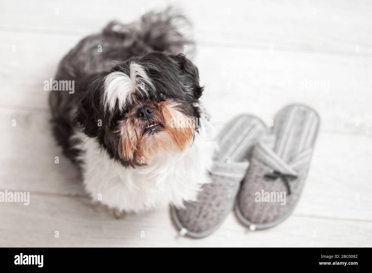 Cane divertente, razza Shih Tzu. Si trova su un piano bianco vicino alle pantofole di casa. Foto Stock