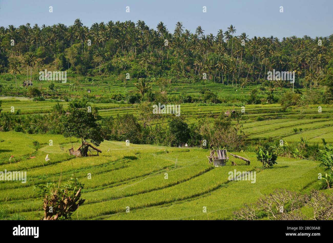Risaie verdi lussureggianti sull'isola di Bali Foto Stock