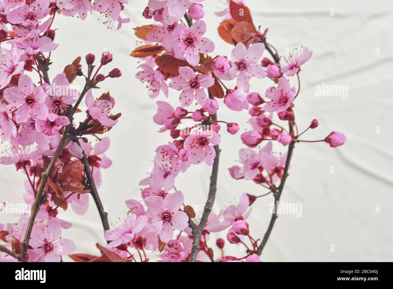 Prunus serrulata o giapponese ciliegia, anche chiamato collina ciliegia, orientale ciliegio o orientale asiatico ciliegio. Primi fiori nel mese di marzo. Fuoco Selecitve, luce solare Foto Stock
