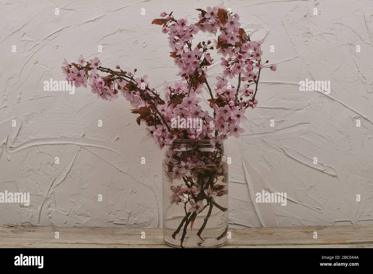 Fiore di ciliegio in vaso, bei fiori rosa. Prunus serrulata o giapponese ciliegia anche chiamato collina ciliegia, orientale ciliegio o orientale asiatico ciliegio Foto Stock