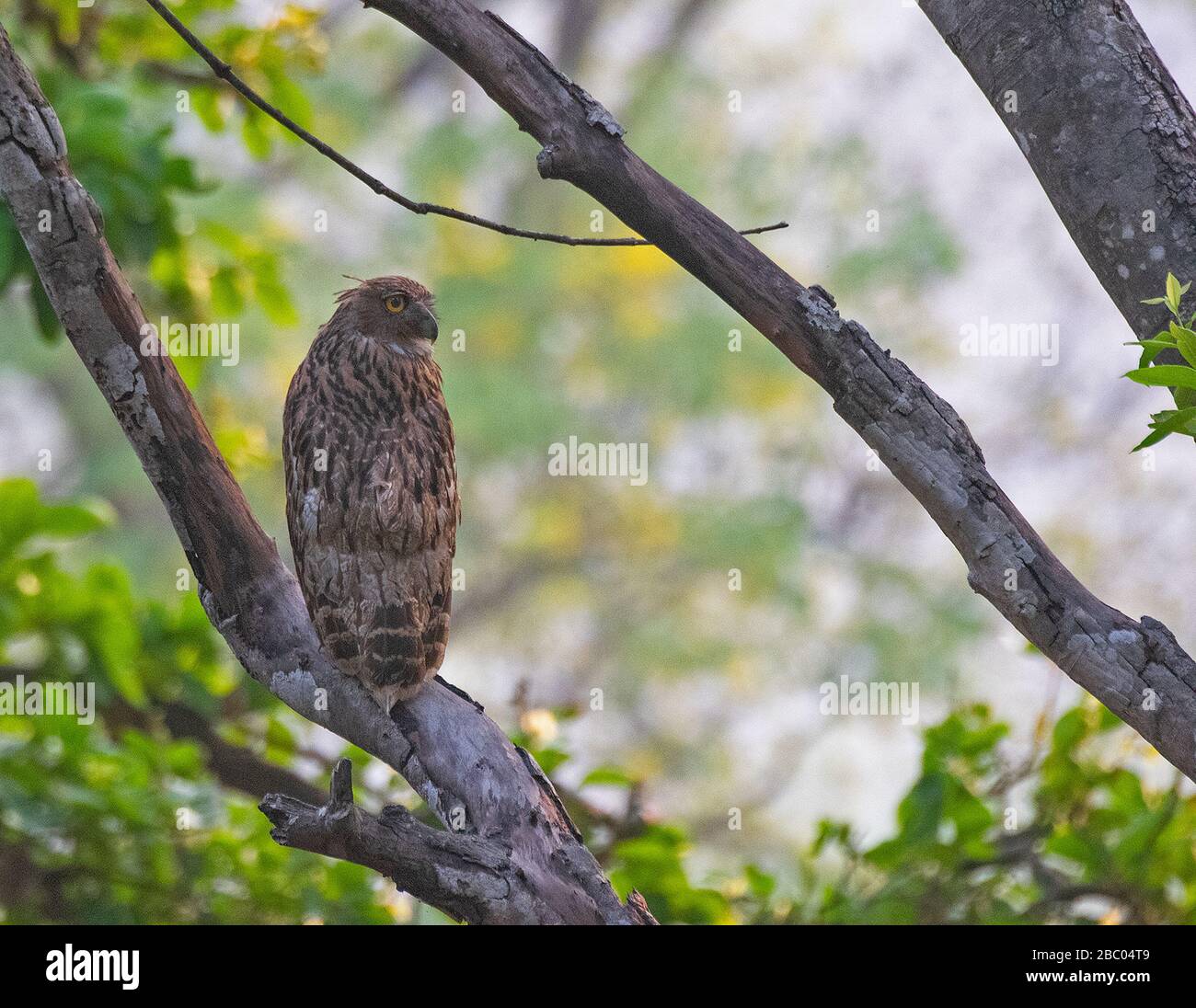 Un gufo di pesce marrone arroccato su un brach di un albero al Jim Corbett National Park, Uttarakhand, India Foto Stock