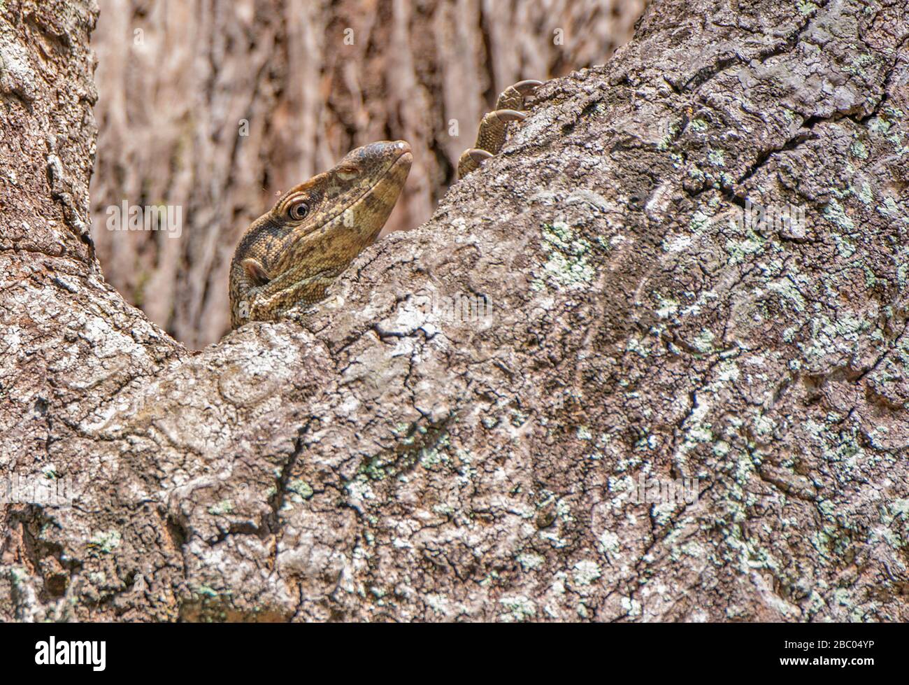 Un primo piano di un monitor Lizard su un albero a Jim Corbett National Park, Uttarakhand, India Foto Stock
