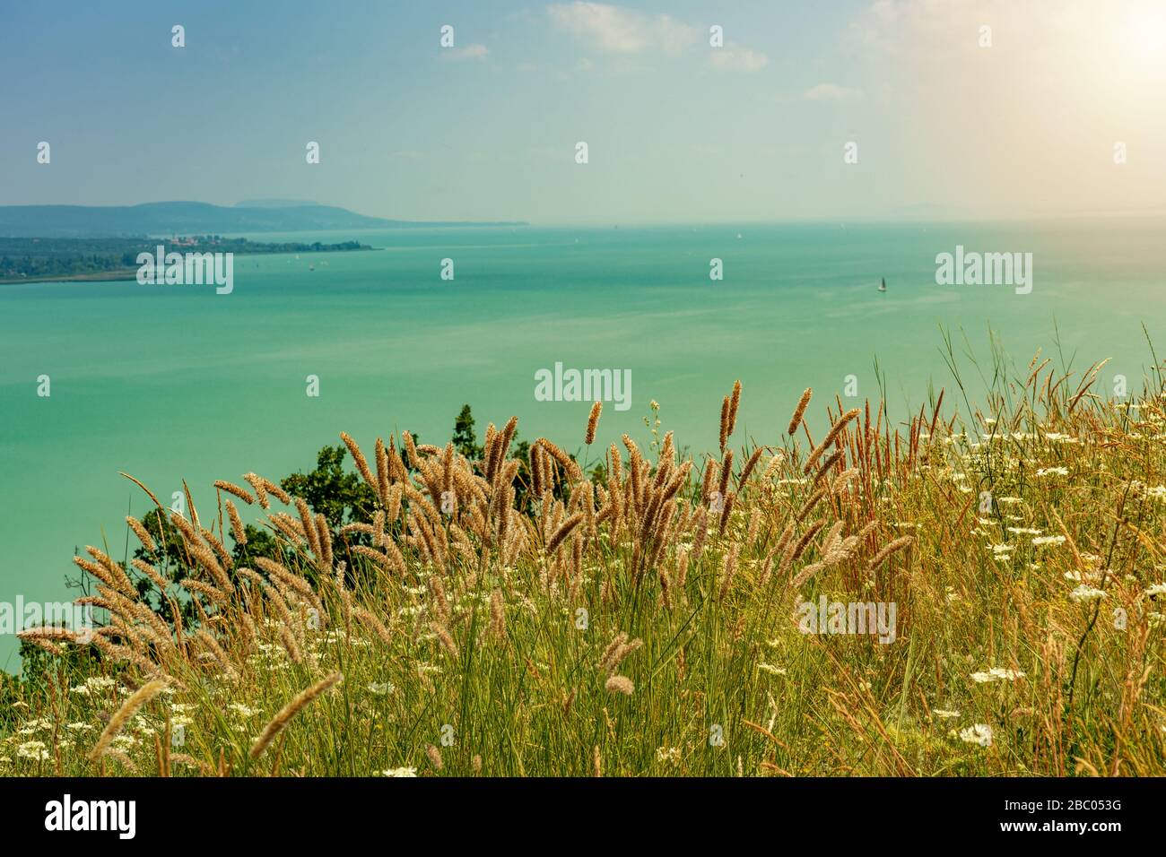 Fiori selvatici campo di grano selvatico sul lago Balaton ungheria sulla collina Foto Stock