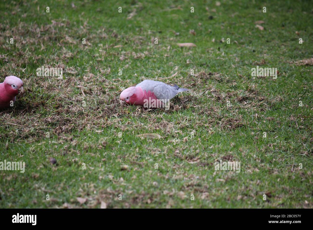 Wild Australian Galah a terra Foto Stock