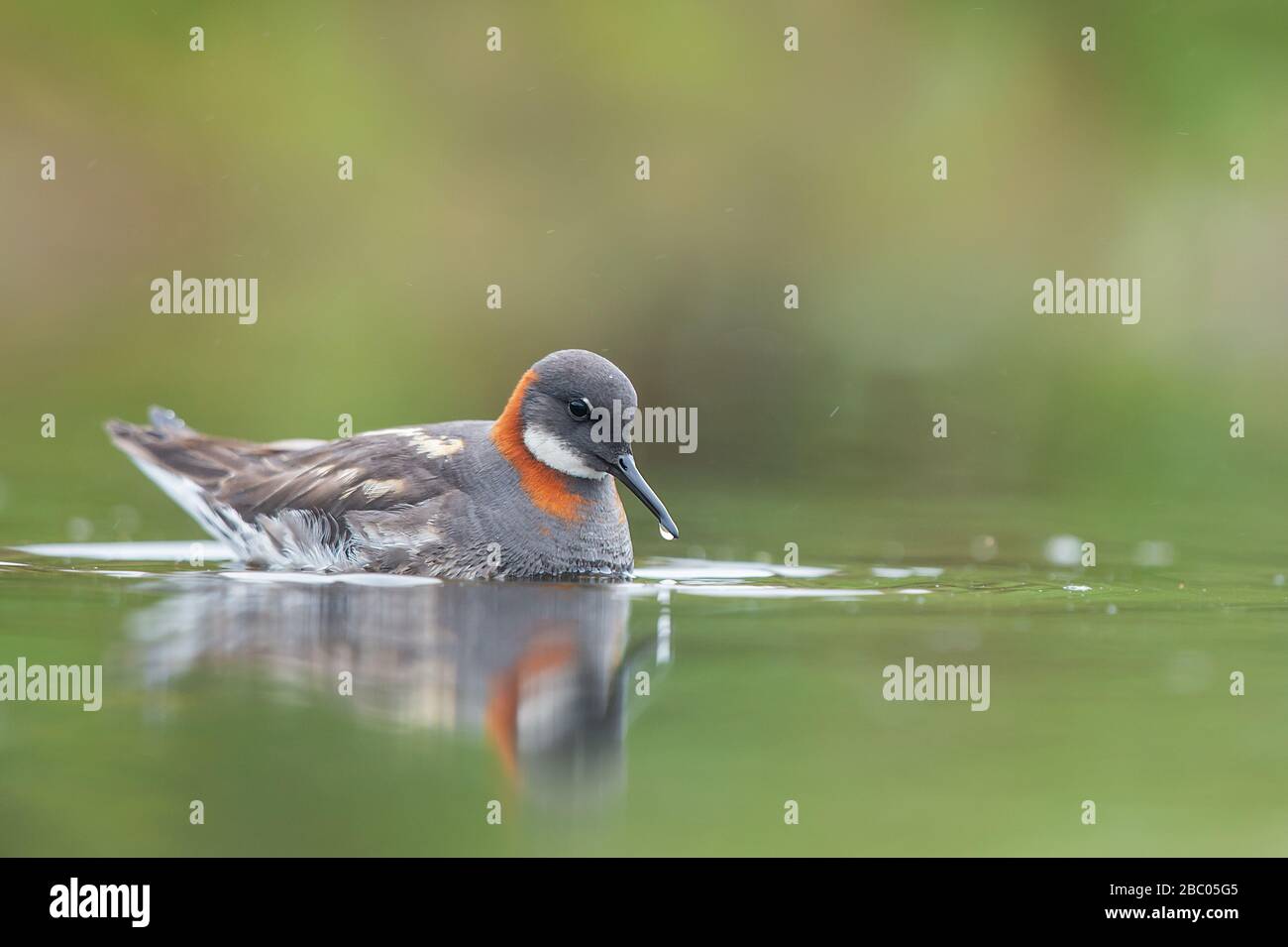 Rosso-phalarope a collo alto Foto Stock