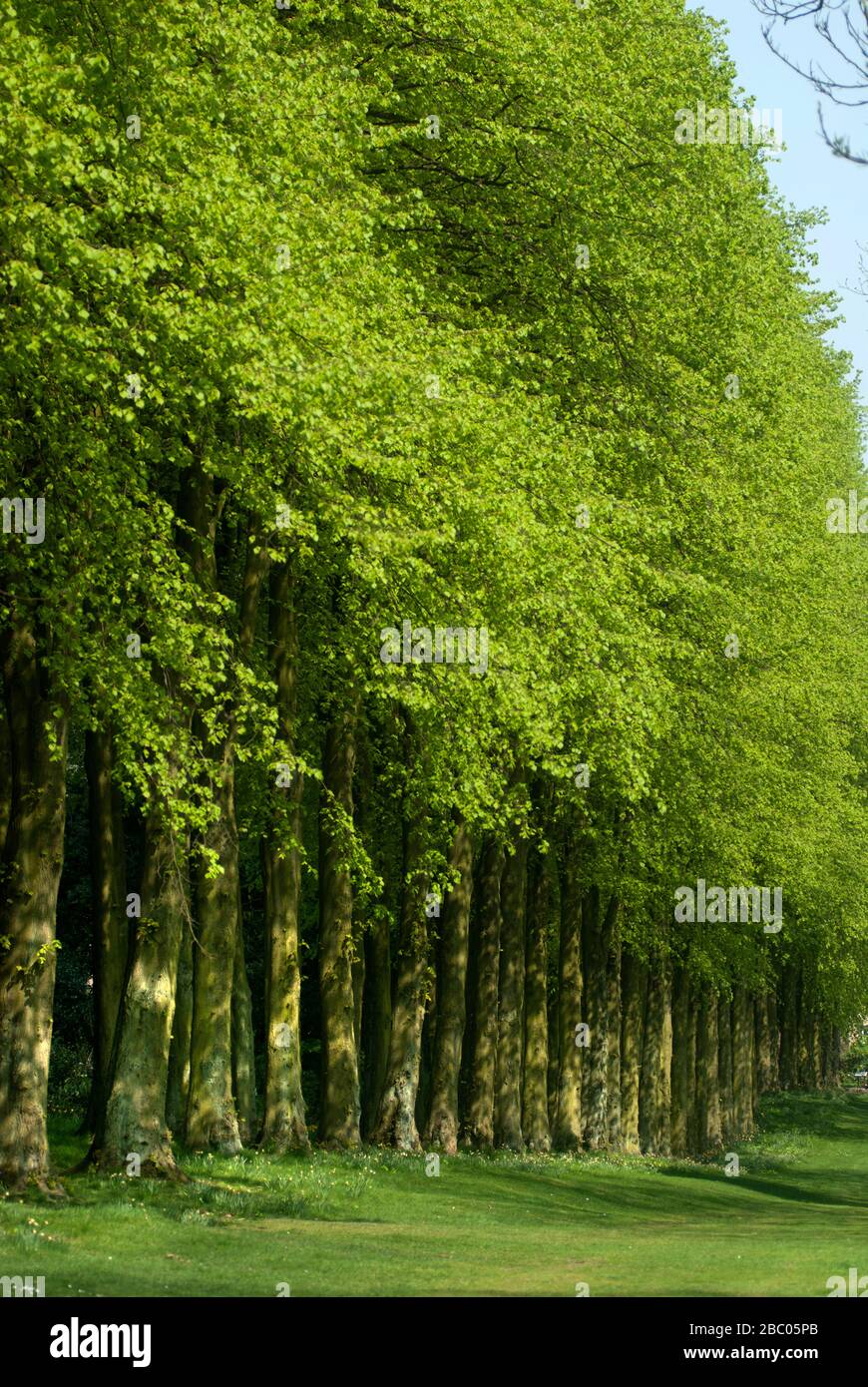 Avenue of Trees in Wentworth Castle Gardens, South Yorkshire Foto Stock