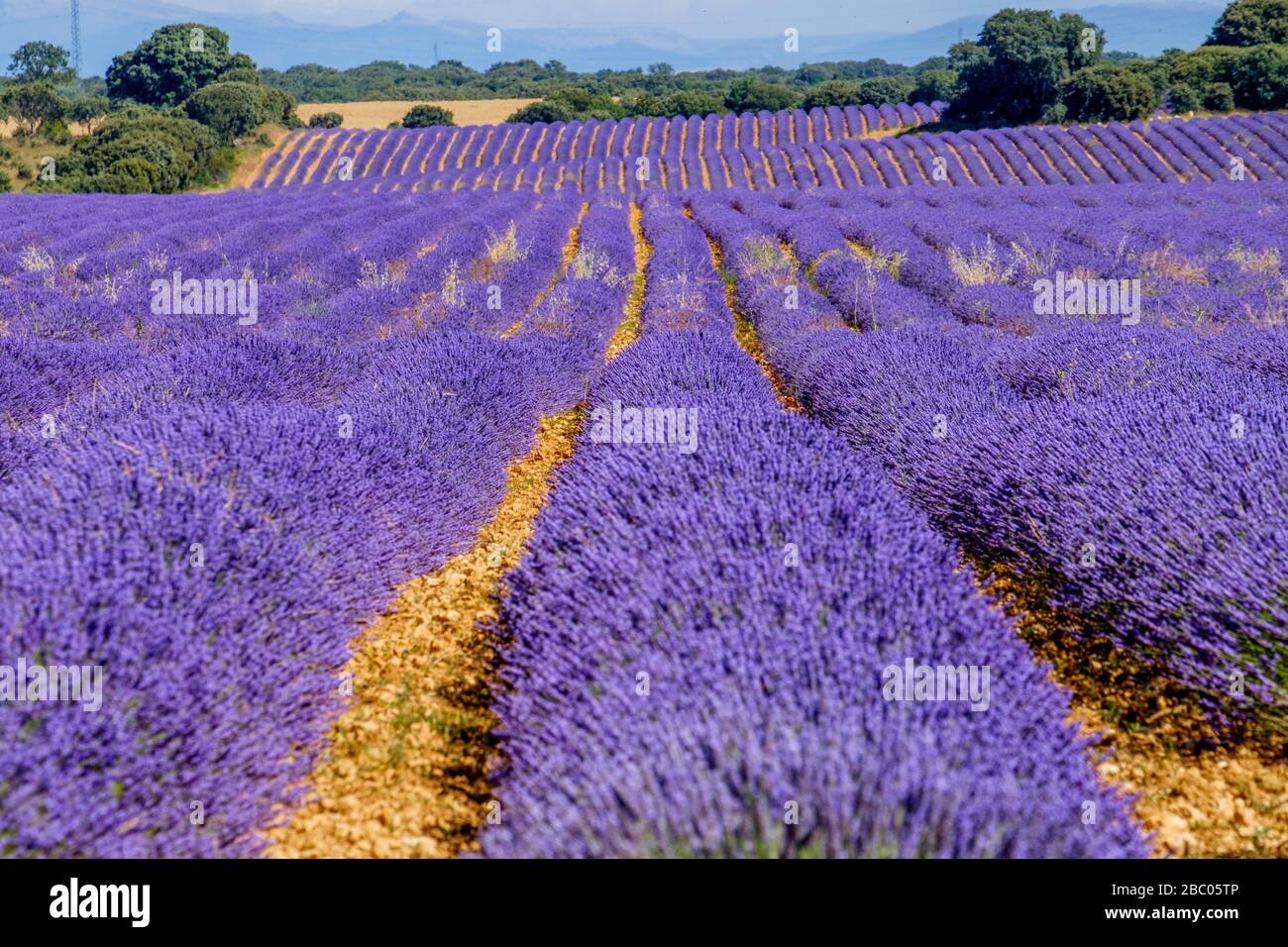 Campi di lavanda a Brihuega, Guadalajara, Spagna Foto Stock