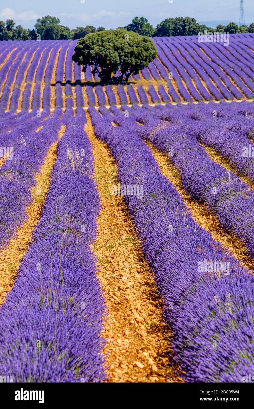 Campi di lavanda a Brihuega, Guadalajara, Spagna Foto Stock