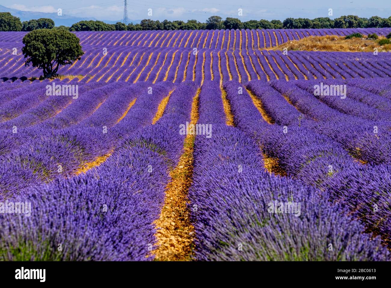 Campi di lavanda a Brihuega, Guadalajara, Spagna Foto Stock