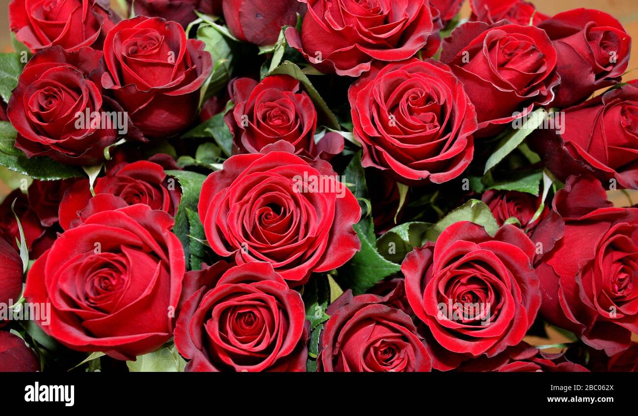 Rose rosse con il nome di Sexy Red per San Valentino a Blumen Franke a Freising. [traduzione automatica] Foto Stock