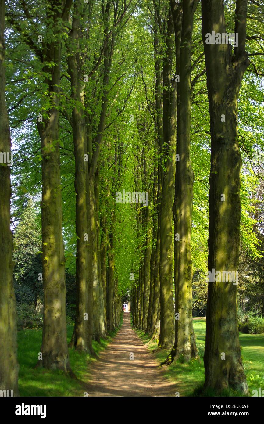 Avenue of Trees in Wentworth Castle Gardens, South Yorkshire Foto Stock