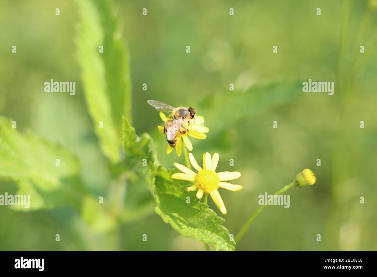 Un'ape atterrato sul fiore giallo Foto Stock