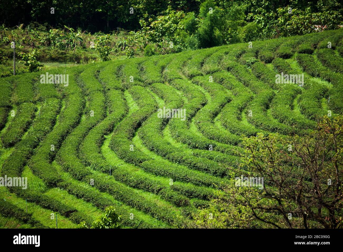 Choui Fong Tea cresce diversi tipi distintivi di tè come Assum, Green, Oolong e Black Tea nelle Highlands ad un'altitudine di circa 1200 mtres. Foto Stock