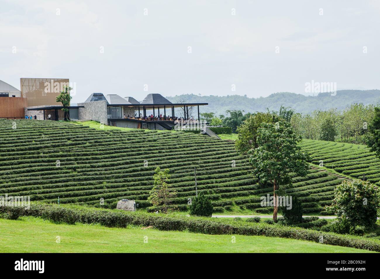 Choui Fong Tea cresce diversi tipi distintivi di tè come Assum, Green, Oolong e Black Tea nelle Highlands ad un'altitudine di circa 1200 mtres. Foto Stock
