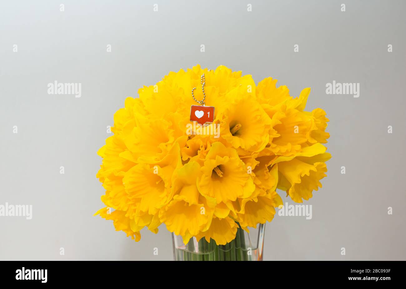 Fresco taglio fiore giallo narciso su sfondo bianco e amore, come icona simbolo. Foto Stock