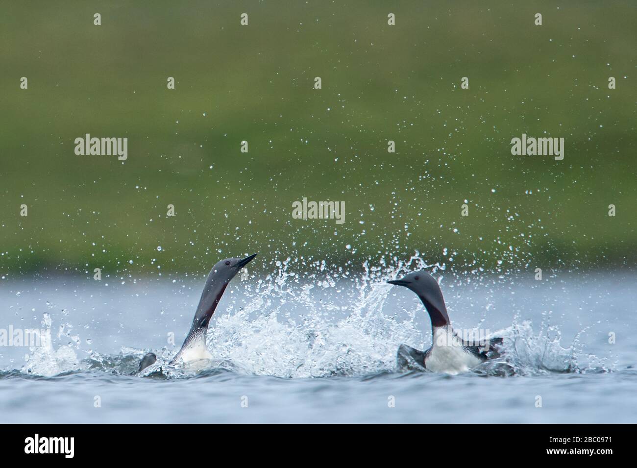 Tuffatore rosso-throtated, Shetland, Regno Unito Foto Stock