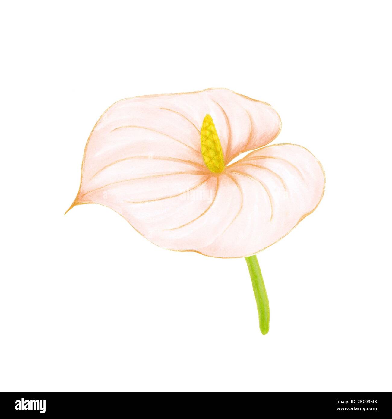 Disegno manuale morbido rosa-beige anthurium su sfondo bianco. Elemento decorativo esotico per carte d'invito, tessuti, stampa e design. Foto Stock