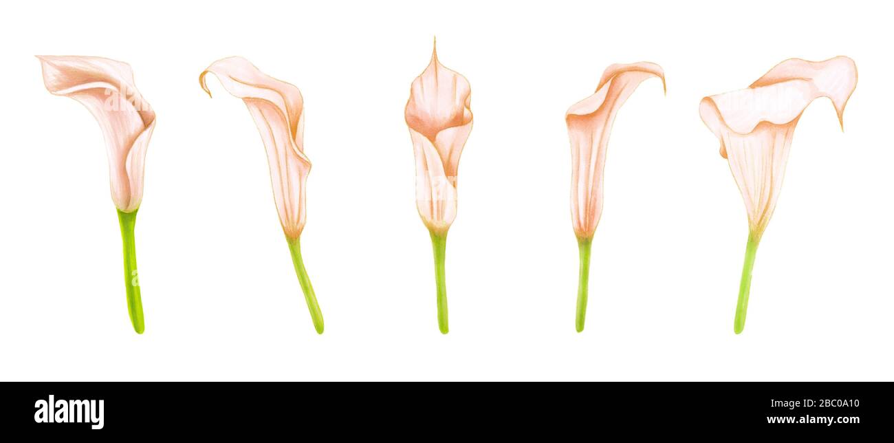 Set di disegno a mano morbida zantedeschia rosa-beige su sfondo bianco. Elemento decorativo esotico per carte d'invito, tessuti, stampa e design. Foto Stock