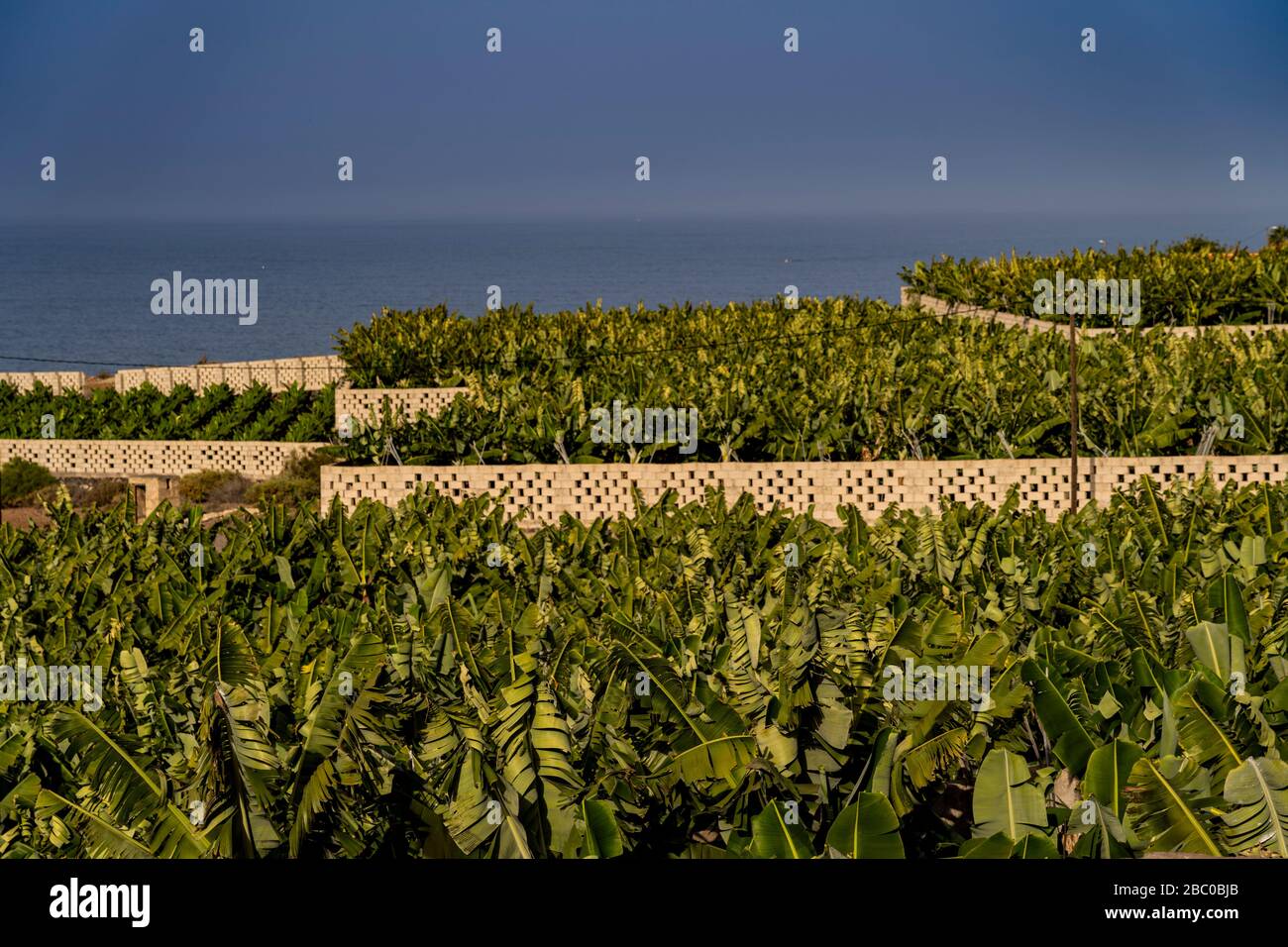 Spagna, Isole Canarie, Tenerife - piantagione di banane oltre Playa Las Americas in direzione di Puerto de la Cruz Foto Stock