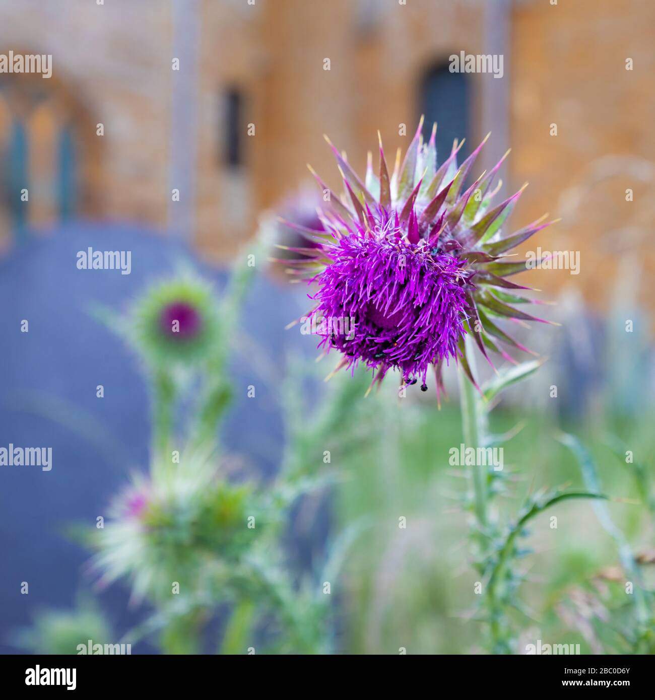 Brixworth, Northamptonshire, luglio 2019: Un primo piano di un muschio viola thistle fiore (Carduus nutans) in fiore in un cimitero nel Northamptonshire. Foto Stock